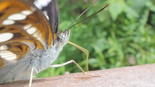 蝴蝶在热带雨林瀑布的岩石上吃矿物质 — 图库视频影像