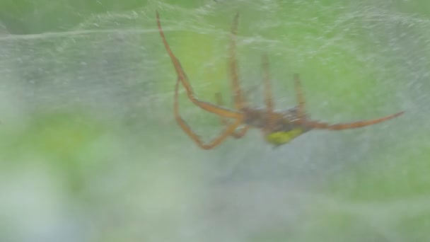 Butterfly Eet Mineralen Rots Bij Waterval Tropisch Regenwoud — Stockvideo