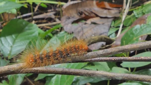 Red Hairy Caterpillar Eupterote Testacea Moth Family Eupterotidae Branch Tropical — Stock Video