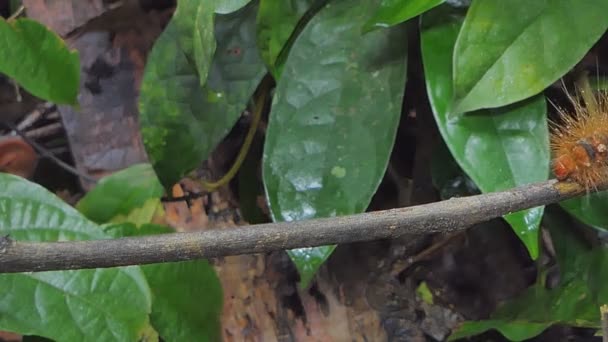 Red Hairy Caterpillar Eupterote Testacea Moth Family Eupterotidae Branch Tropical — Stock Video