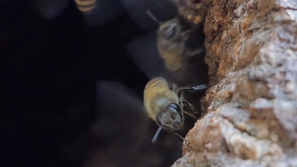 Bee Tree Hole Tropical Rain Forest — Stock Video