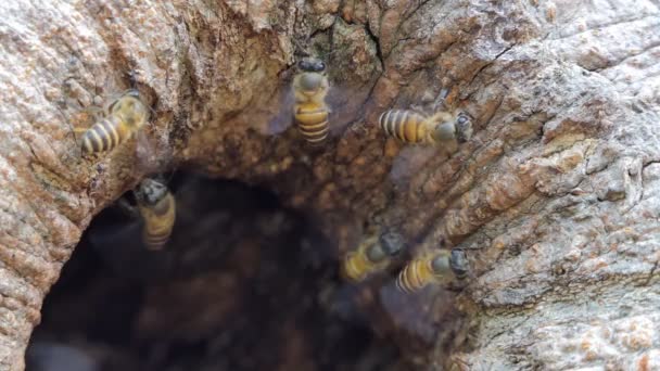 Lebah Lubang Pohon Hutan Hujan Tropis — Stok Video