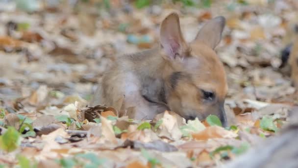 Braune Welpen Hund Sitzt Auf Trockenem Blatt — Stockvideo