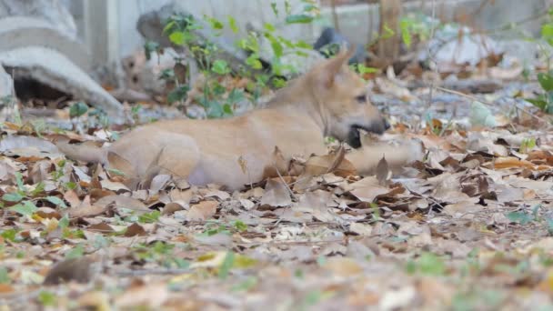Kahverengi Yavru Köpek Kuru Yaprak Üzerinde Oturan — Stok video