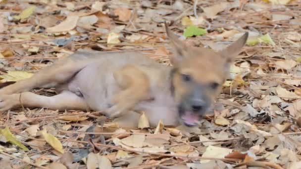 Brown Cuccioli Cane Seduto Foglia Secca — Video Stock