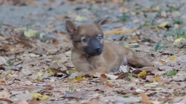 Bruine Puppies Hond Zittend Droog Blad — Stockvideo