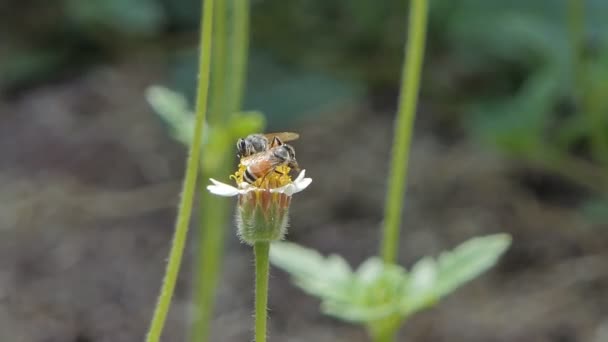 Abeja Manteniendo Néctar Flor Blanca Patio Trasero Fondos Naturaleza — Vídeo de stock