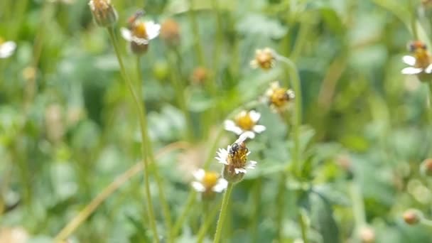 白い花の蜜を保つ蜂のスローモーション — ストック動画