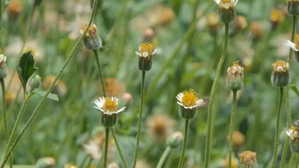 Api Che Tengono Nettare Fiore Bianco Nel Cortile Sfondi Natura — Video Stock