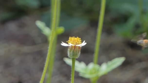 Lento Movimiento Abeja Manteniendo Néctar Flor Blanca — Vídeos de Stock