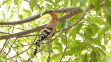 Doğada dal üzerinde Ortak Hoopoe kuş (Upupa epops).