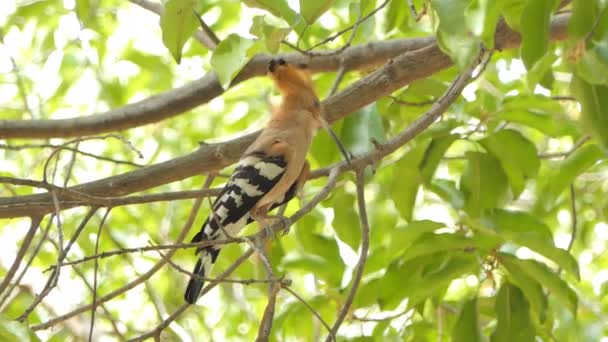 Gewone Hoopoe Bird Upupa Epops Tak Natuur — Stockvideo