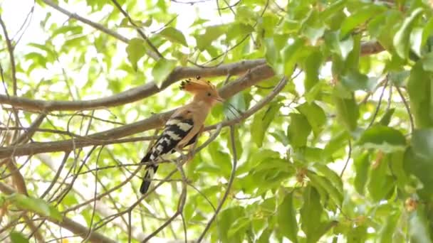 Vanlig Hoopoe Bird Upupa Epops Filial Naturen — Stockvideo