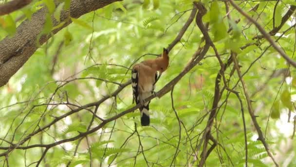 Doğada Dal Üzerinde Ortak Hoopoe Kuş Upupa Epops — Stok video