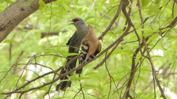 Pájaro Común Hoopoe Upupa Epops Rama Naturaleza — Vídeo de stock