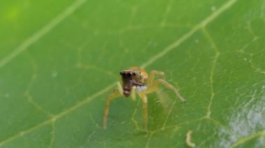 Tropikal yağmur ormanlarında yapraklarda atlama örümcek.
