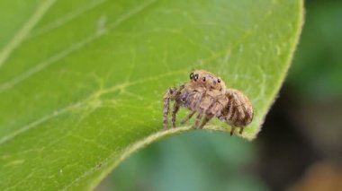 Tropikal yağmur ormanlarında yapraklarda atlama örümcek.