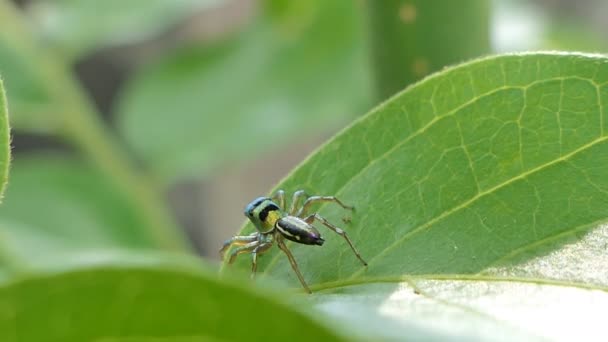 热带雨林树叶上的跳跃蜘蛛 — 图库视频影像