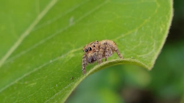 Araignée Sauteuse Sur Les Feuilles Dans Forêt Tropicale Humide — Video