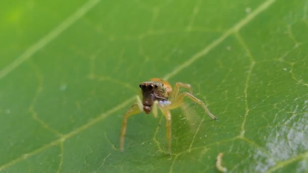 Araignée Sauteuse Sur Les Feuilles Dans Forêt Tropicale Humide — Video