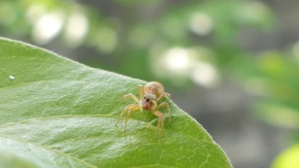 Araña Saltarina Sobre Las Hojas Selva Tropical — Vídeos de Stock