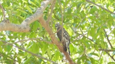 Shikra kuşu (Accipiter badius) tropikal yağmur ormanlarında dalda.