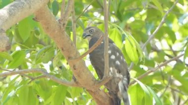 Shikra kuşu (Accipiter badius) tropikal yağmur ormanlarında dalda.