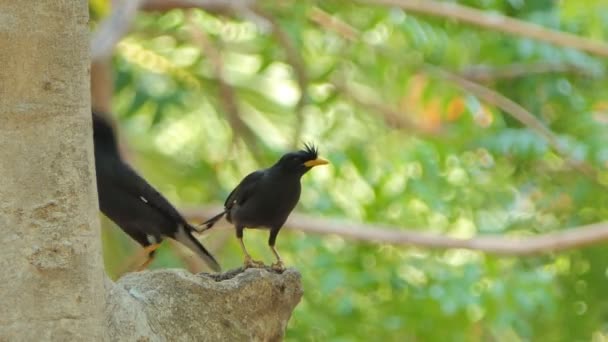 Ağaçtaki Beyaz Delikli Myna Kuşu Acridotheres Grandis Genç Kuşu Beslemek — Stok video