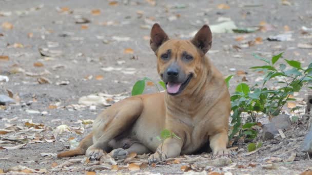 Thailändischer Brauner Haushund Ruht Auf Dem Boden — Stockvideo