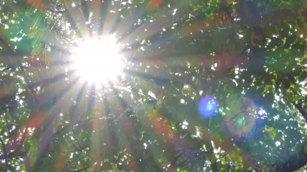 Lumière Travers Arbre Dans Forêt Tropicale Humide — Video