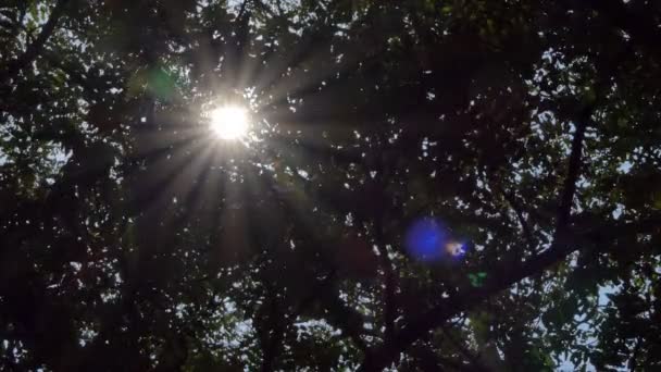 Luce Attraverso Albero Nella Foresta Pluviale Tropicale — Video Stock