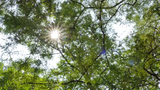 Luce Attraverso Albero Nella Foresta Pluviale Tropicale — Video Stock