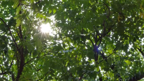 Lumière à travers l'arbre dans la forêt tropicale humide .