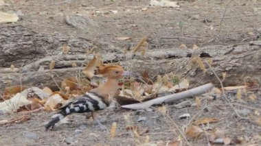 Doğada dal üzerinde Ortak Hoopoe kuş (Upupa epops).