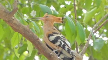 Doğada dal üzerinde Ortak Hoopoe kuş (Upupa epops).