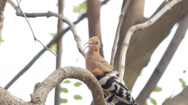 Gewone Hoopoe Bird Upupa Epops Tak Natuur — Stockvideo