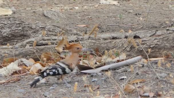 Pájaro Común Hoopoe Upupa Epops Rama Naturaleza — Vídeo de stock