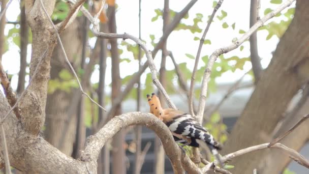 Gewone Hoopoe Bird Upupa Epops Tak Natuur — Stockvideo