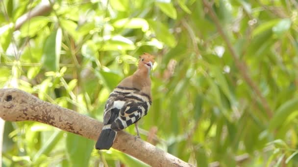 Pájaro Común Hoopoe Upupa Epops Rama Naturaleza — Vídeos de Stock