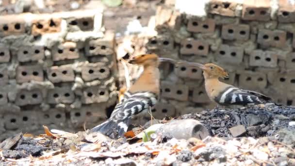 Common Hoopoe Bird Upupa Epops Zoeken Insecten Grond Natuur — Stockvideo