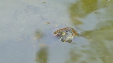 Nehir kaplumbağası sulak alanda doğa göletinde yüzüyordu..