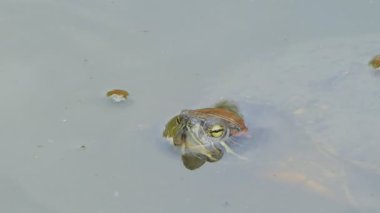 Nehir kaplumbağası sulak alanda doğa göletinde yüzüyordu..