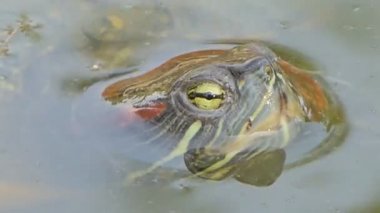 Nehir kaplumbağası sulak alanda doğa göletinde yüzüyordu..