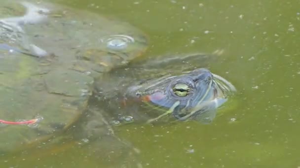 Tortue Rivière Nageait Dans Étang Naturel Dans Une Zone Humide — Video