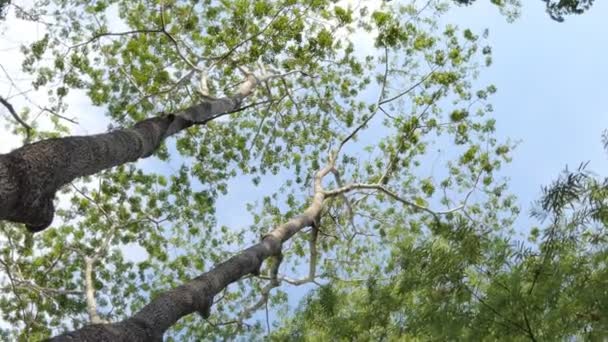 Zwillingshohe Bäume Sommer Regenwald — Stockvideo