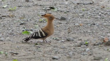 Ortak Hoopoe kuş (Upupa epops) doğada yerde böcekler arıyor.