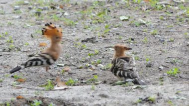 Erkek kuş üreme mevsiminde dişi kuş besliyor, Ortak Hoopoe kuş (Upupa epops) doğada yerde böcekler arıyor.