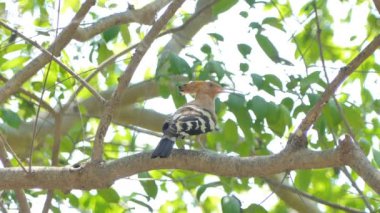 Doğada dal üzerinde Ortak Hoopoe kuş (Upupa epops).