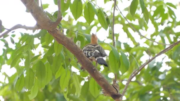 Pájaro Común Hoopoe Upupa Epops Rama Naturaleza — Vídeo de stock
