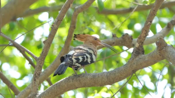 Pájaro Común Hoopoe Upupa Epops Rama Naturaleza — Vídeo de stock